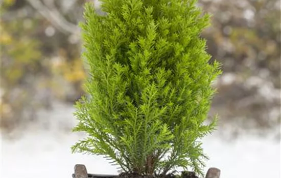Gelbe Kegelzypresse 'Ellwood´s Gold'