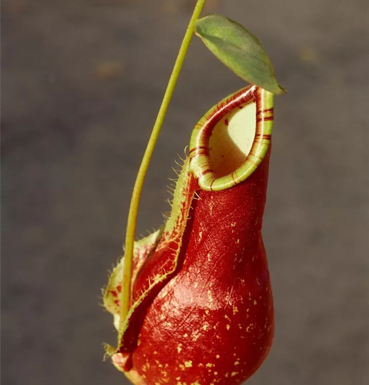 Fleischfressende Pflanze