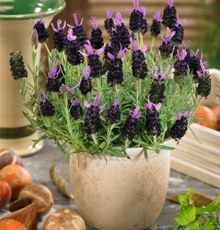 Lavendel Lavendel