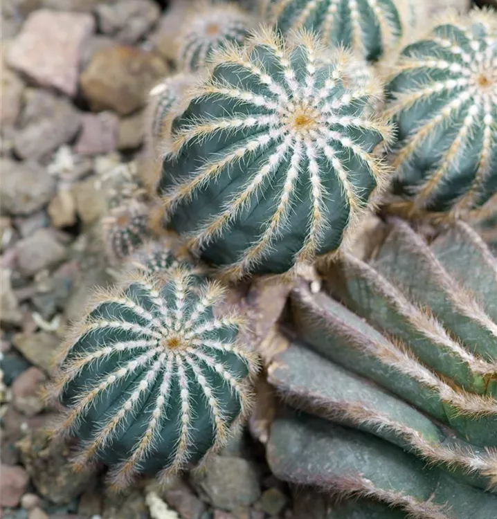 Notocactus