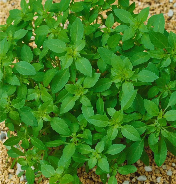 Zitronen-Basilikum 'Citriodorum'