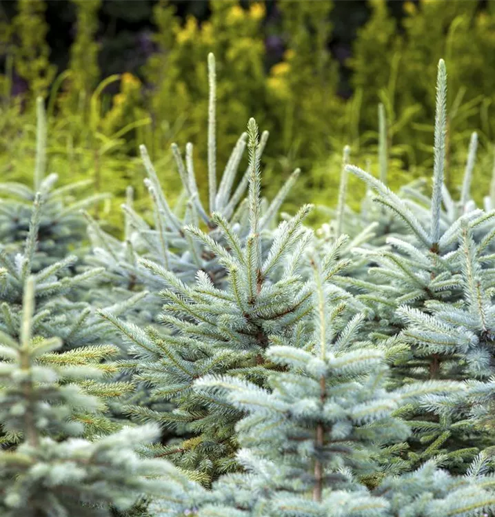 Blaue Stechfichte 'Glauca'