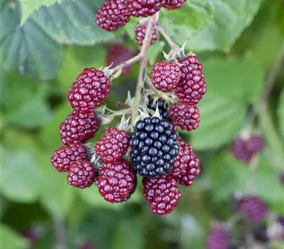 Brombeeren vor Frost schützen Brombeeren vor Frost schützen